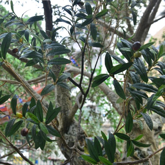 UV-Resistant large 5m customized olive tree artificial with Trunk Realism Realistic Fruits for Hotel Lobbies & Resorts Shopping Mall Luxury Villas 8