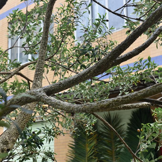 UV-Resistant large 5m customized olive tree artificial with Trunk Realism Realistic Fruits for Hotel Lobbies & Resorts Shopping Mall Luxury Villas 1